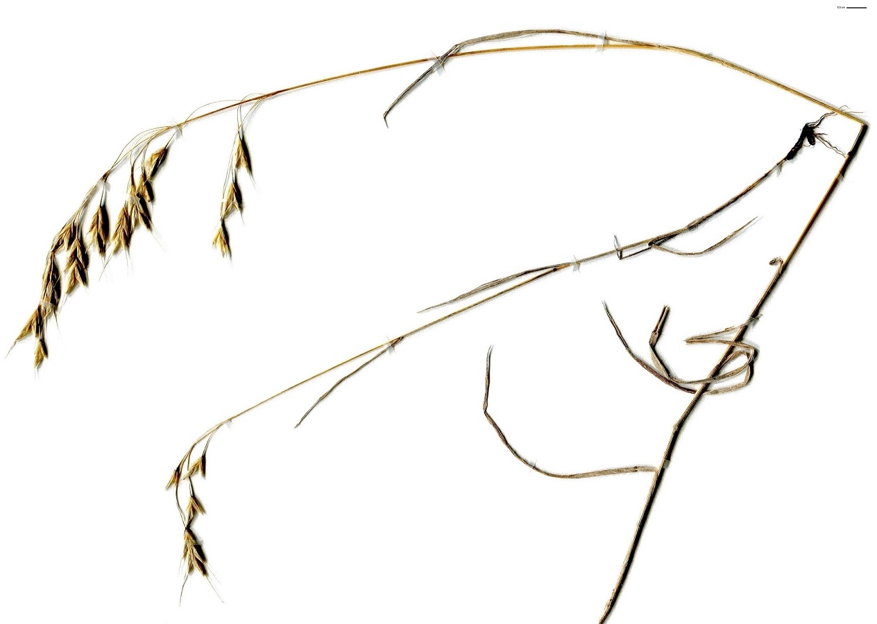 Bromus squarrosus (Poaceae)